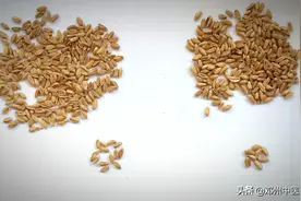 本是同根生但相差不是一丁点，优劣浮小麦对比图片