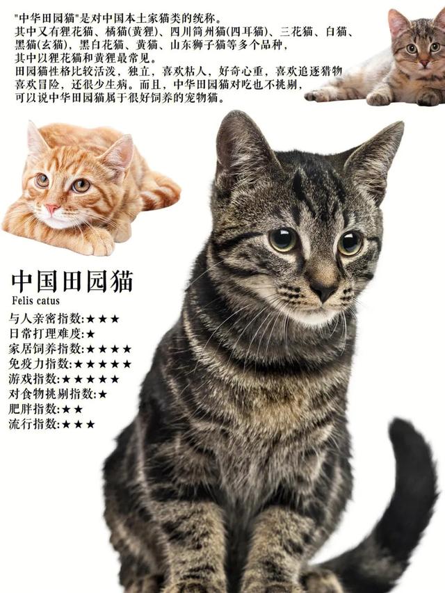短毛小型犬品种大全带名字（十大热门短毛猫品种合集你准备养猫吗准备养一只什么猫）
