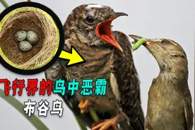 杜鹃不孵蛋，不搭窝不育雏！偏爱借巢生子，被寄生者如何反抗的？图片