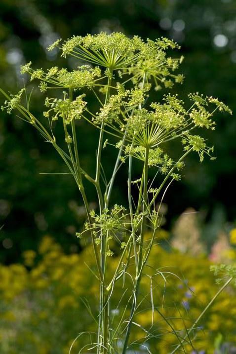 小茴香又叫小怀香,香丝菜等,为伞形科多年生草本植物.