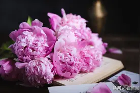 《无病呻吟》的时代里，风拂过芍药花丨新春特辑图片