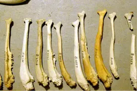 普遍存在于动物体内的“阴茎骨”，究竟是什么？为何人类没有？图片