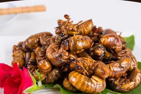 吃“知了猴”有什么危害？多数人可能还不太清楚，吃前请先了解下图片