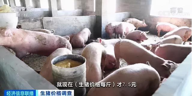 价格下跌！但这种猪肉劝你别吃，这些冷知识，很多人还不知道