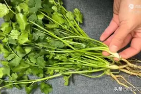 夜里翻来覆去睡不安稳，用一把香菜解决问题，方法很实用，快试试图片