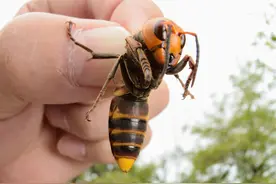 为什么不能打死马蜂，以及如何不被马蜂叮咬？图片