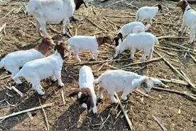 关于羊下巴水肿的几种原因，以及对应的治疗方案和措施图片