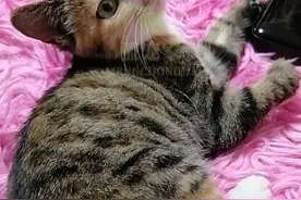 小猫天生残疾，流浪瘦成皮包骨，获救后又患致死率极高的猫传腹图片