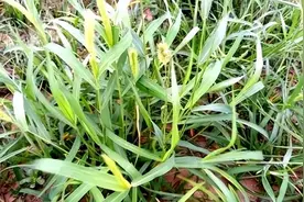 农业科普｜除草剂打药时机全解答，看完就懂了！图片