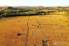我国又一物种泛滥成灾，数量高达12亿只，专家为什么说这是好事？图片