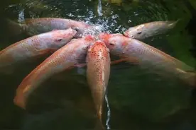 养殖1亩罗非鱼一年能赚多少钱？图片