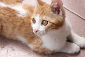 纵然养猫千百种，不养大橘空遗憾 1、大橘来了图片