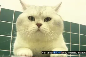 “银渐层”输血治疗，连累了它的“孩子”？图片