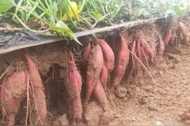 西瓜红红薯品种介绍图片