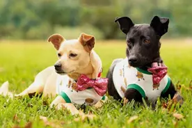 狗狗配种完，公狗撒腿就跑，这些原因“真现实”图片