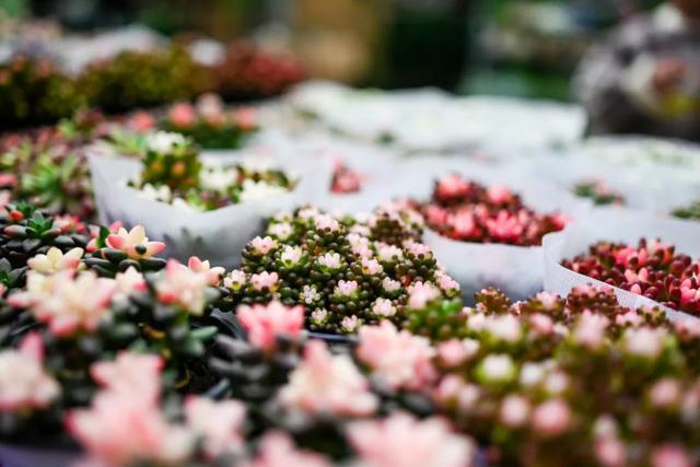 西安这个曾经全国最大的毛巾厂,现在竟搞起了花鸟鱼市的生意