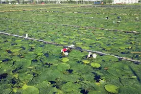 @无锡人，这个江南时令美食顶流，上市啦图片