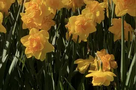 南京酒店，迎来第五次浪潮图片