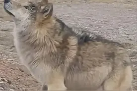 可可西里惊现“网红狼”，被游客喂成“猪”，甚至还学会了摇尾巴图片