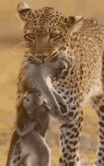 33张令人毛骨悚然的生物照：诡异山羊如人一般站立，眼神深邃