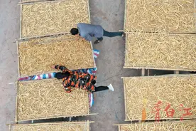 龙王村的沙参丰收了图片