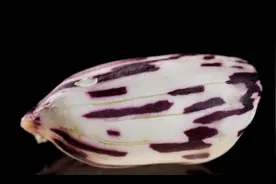 30元一斤的花生，什么来头？图片