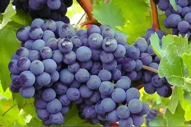 应季进口水果百科大全图片