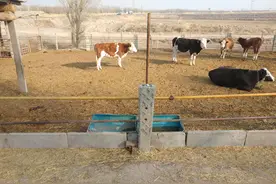 有人说“养羊10年不如养牛3年”，果真如此吗？看看收益就知道图片