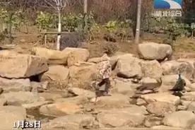 熊孩子动物园为所欲为，闯进园区虐待孔雀，最终被工作人员带离图片