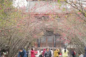寻芳公园城丨海棠：曾如云霞铺锦江，杜甫诗中为何无图片