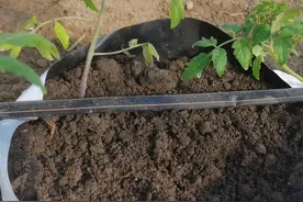 蚯蚓粪、牛粪，无土栽培基质该选哪一种？别选错图片