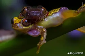 36张活久未见照：深海火焰虫如地狱列车，洪水过后森林变成盘丝洞图片