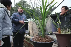 15年养了200多种兰花 “兰痴”讲述苏州人的“爱兰说”图片