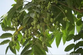 吃过香椿，没见过香椿的果实吧？香椿结的籽有什么用？你知道吗？图片