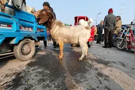 常见的35种羊病汇总，附带治疗方法，建议养羊人收藏图片