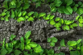 植物为什么不需要移动？图片