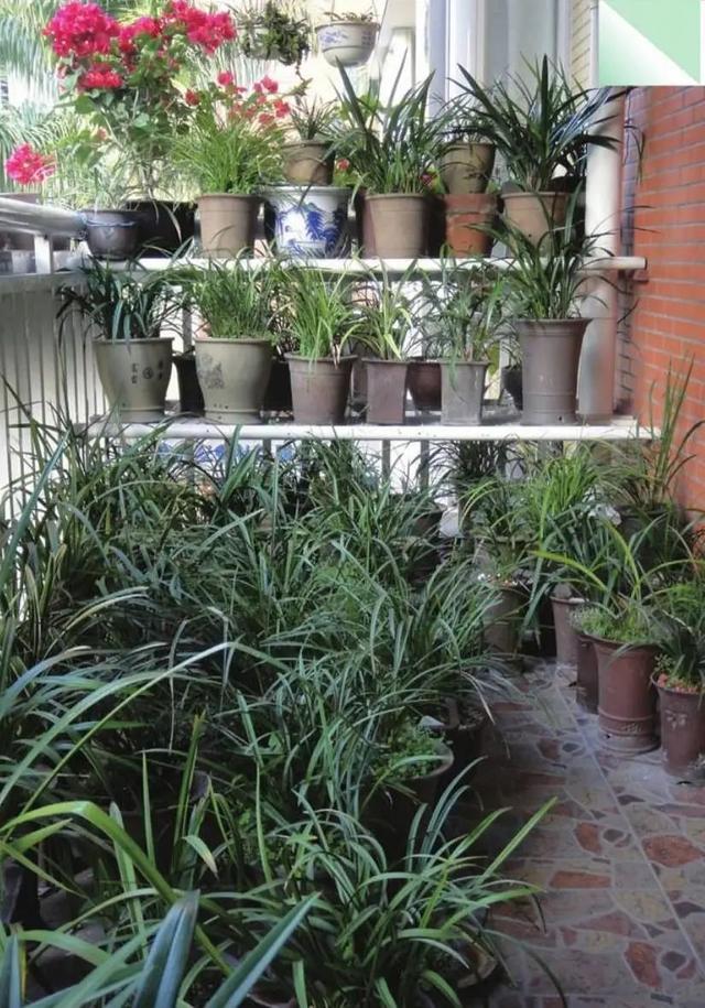 养兰自来水不能直接用，3招配制兰花喜欢“喝”的水