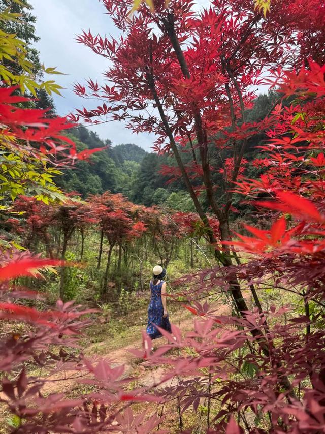 红叶刷爆！河南小镇藏着赚钱狠招：游客狂买特产，考察团追着签约