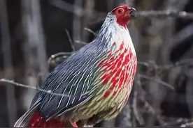 西南怪鸟夫妻恩爱忠贞，但雄鸟美过雌鸟，看起来并不像一家人？图片