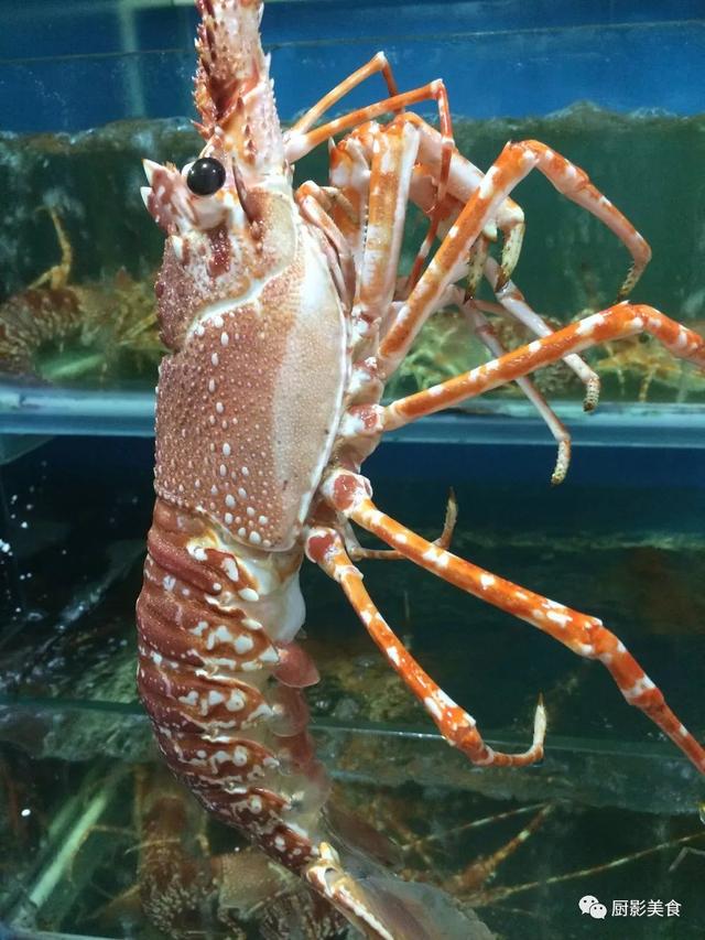 40头的花胶是几级 2025年花胶40头是什么意思?