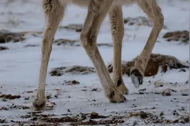 那夜，一只藏羚羊路过我的帐篷图片