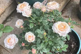 阳台养啥花好？养棵“彗星王阳台”吧，花朵又美又香，四季有花看图片