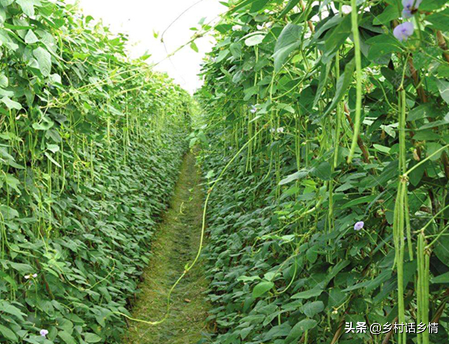 用人吃的东西来种菜和养花，化肥农药全省了，即增产又防病害