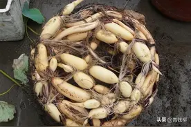 广西三季莲藕高产栽培技术图片