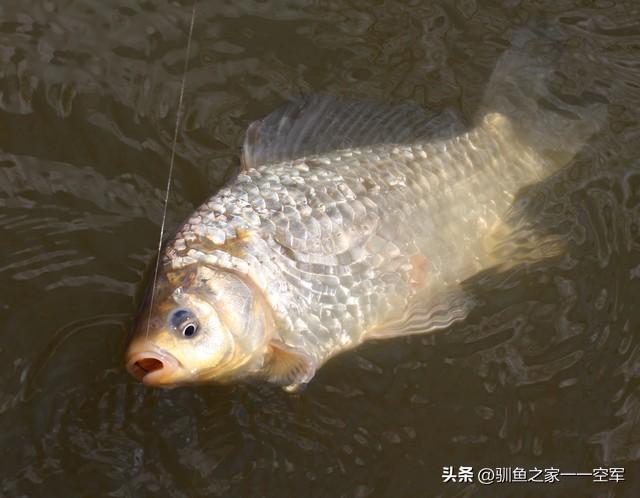 从来没有什么滑口鱼,你们被大师的调漂方法忽悠了