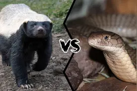 平头哥vs眼镜王蛇，当无畏之神遇到百蛇之王，谁会笑到最后呢？图片