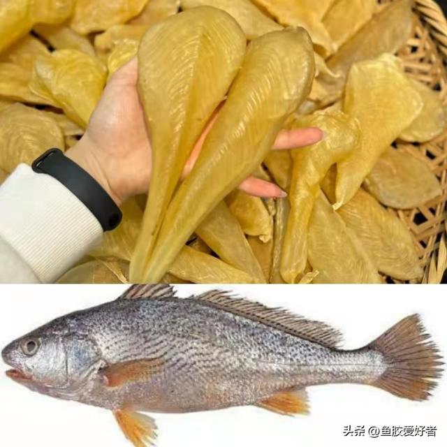 澳洲花胶是哪种鱼 澳洲花胶液有什么好处