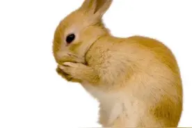 婚姻与属相关系揭秘： 10个最佳匹配属相图片