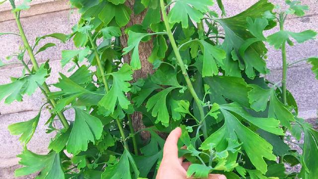 很多人只吃果实，银杏叶子才是宝，随手一炒，泡水喝好处多多
