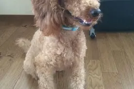 纯 莲：小狗Midi曾经在我家生活十天（下）图片